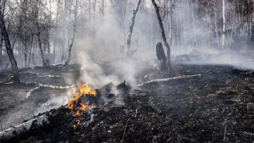 Торфяной пожар. 2014 год.