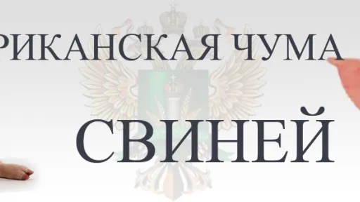 АЧС. Африканская чума свиней.